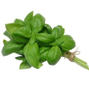 basilic-la-botte