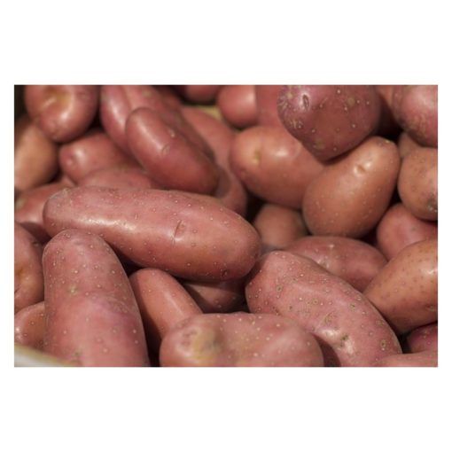 Pomme de terre à peau rouge