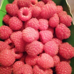 Framboises