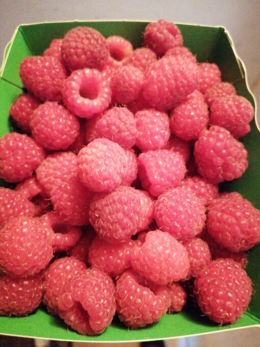Framboises